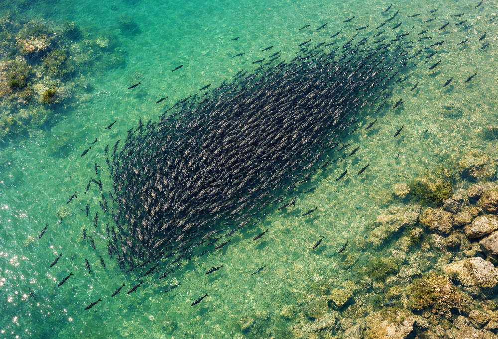 Aerial Fish Spotting