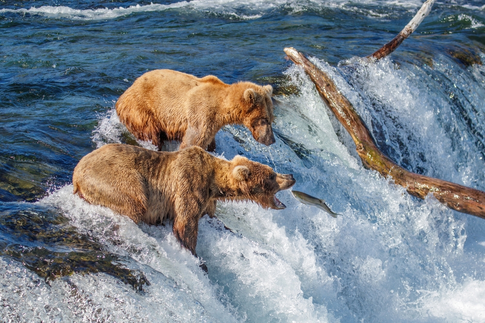 Top 5 Bear Viewing Spots in Alaska You Can’t Miss