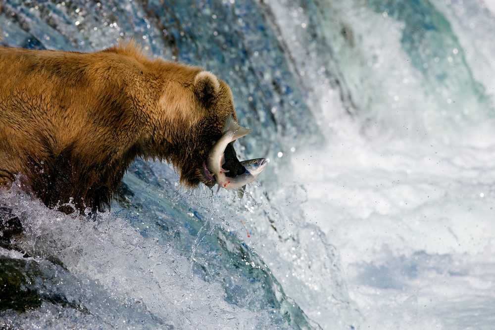 Close,up,view,of,a,brown,bear,catching,salmon