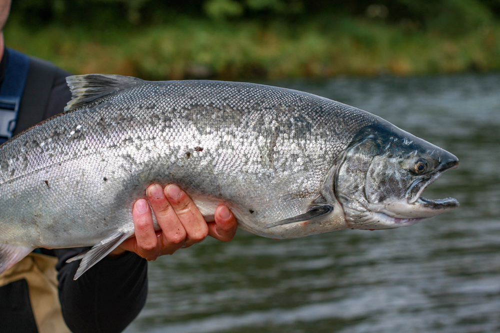 Wild,silver,salmon,caught,on,a,fly,rod,in,kodak,