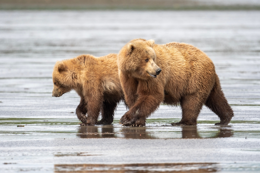 An,alaskan,brown,bear,on,mudflats,in,mcneil,river,state
