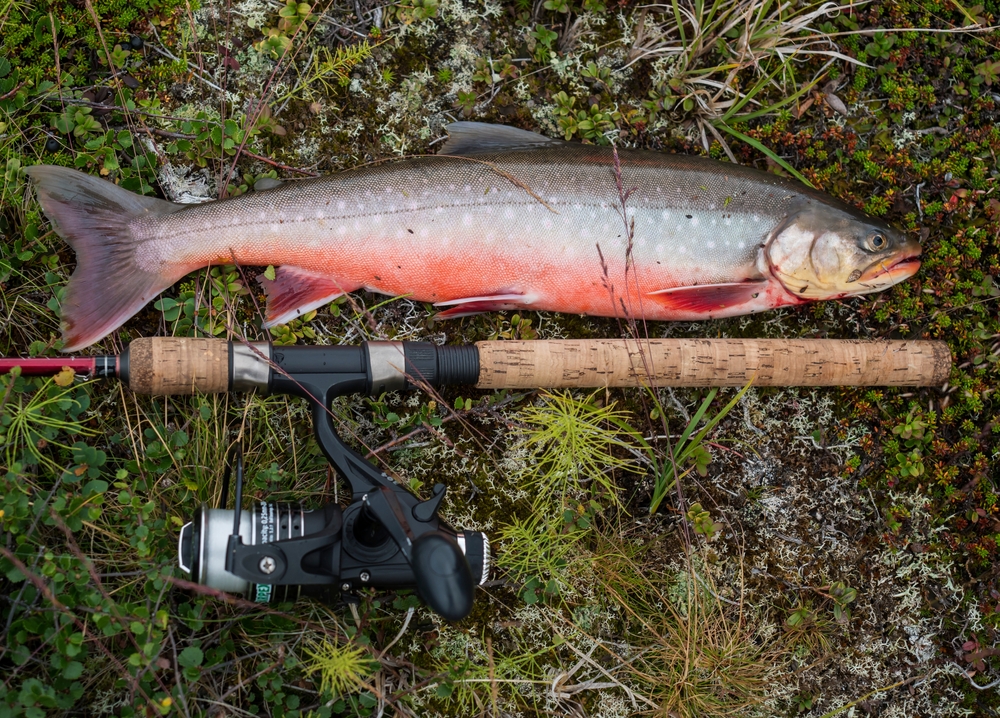Big,fish,trophy,arctic,char,or,charr,,salvelinus,alpinus,is