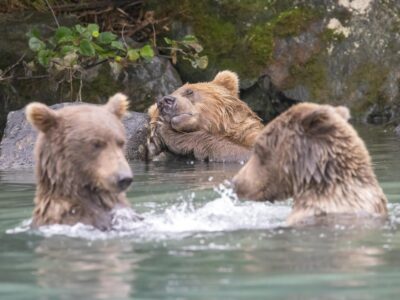 Bt7a5996 Severe Noise (1)