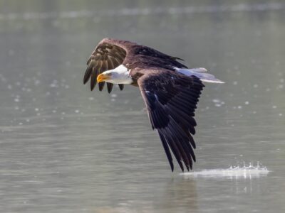 Bt7a6117 Standard (1)