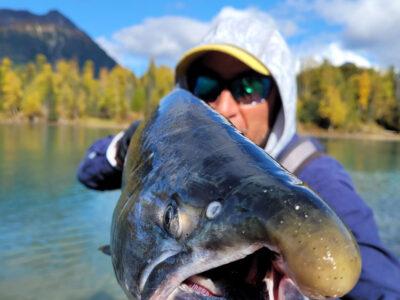 Badger With Sockeye At Crescent