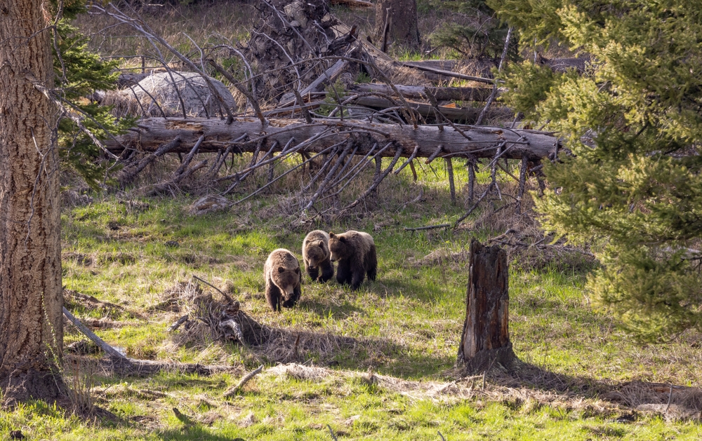 Grizzly,bears,in,yellowstone,national,park,wyoming,in,spring