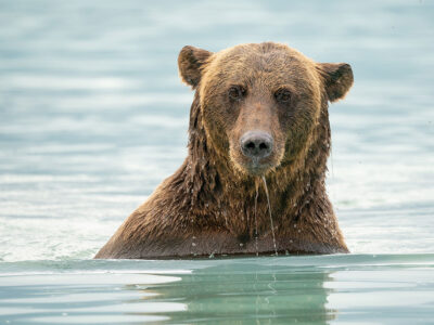 Brown Bear