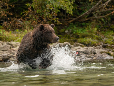 Brown Bears 090622h Copy (1)