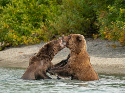 Brown Bears 090622t Copy (1)