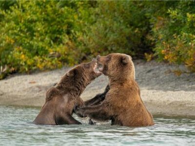 Brown Bears 090622t Copy