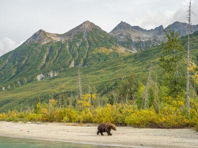Brown Bears 090622zzf Copy (1)