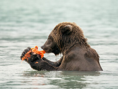 Brown Bears 091322b Copy (1)