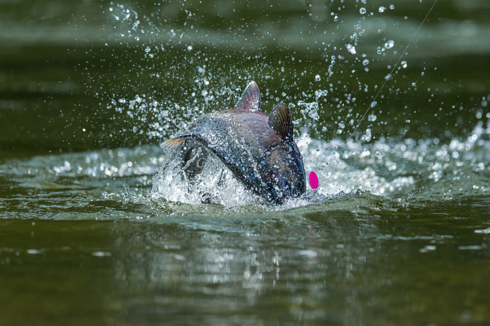 Top 5 Fishing Spots in Alaska You Can Only Reach by Plane