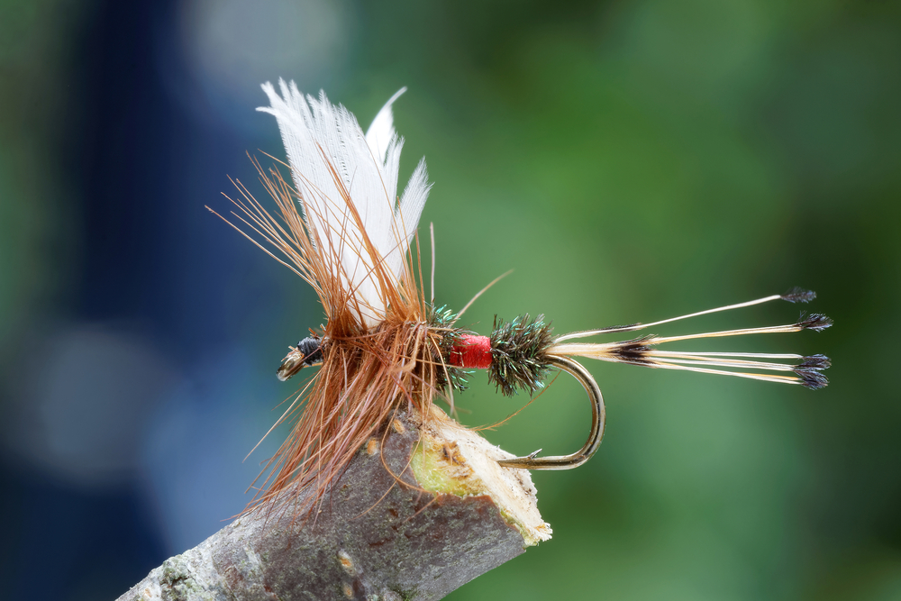 Macro,shot,of,a,red,,brown,and,white,dry,fly