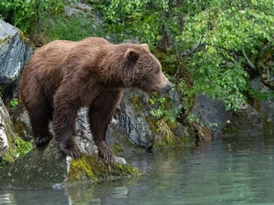 Wck Bear On Rock