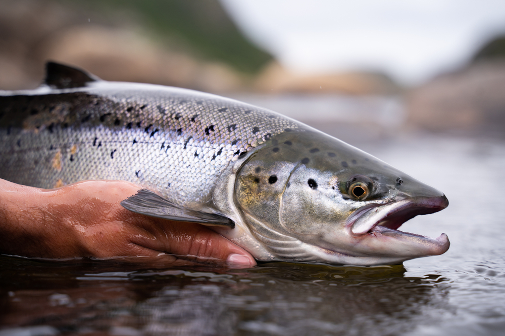 Top Summer Fishing Spots in Alaska You Can Reach by Charter Flight