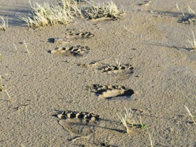 Bear Foot Prints