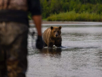 Bear In River