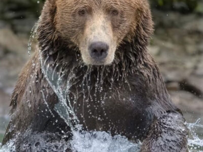 Bear In Water