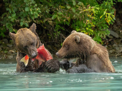 Bears Eating