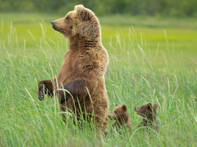 Brown Bear And Cubs