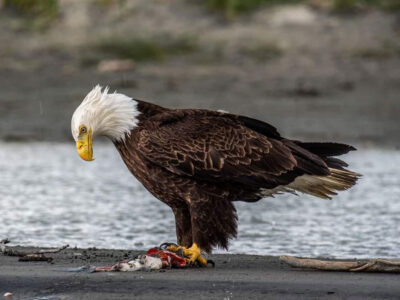 Eagle Eating Fish