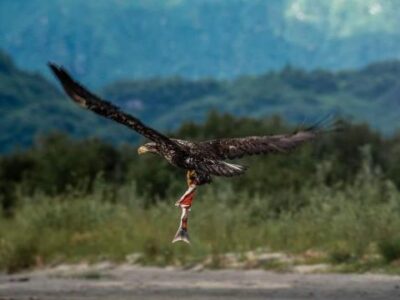 Eagles Flying With Fish