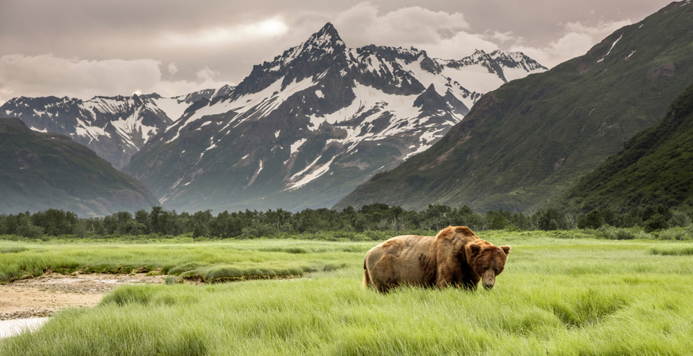 Grizzly,bear,of,shores,of,alaska.