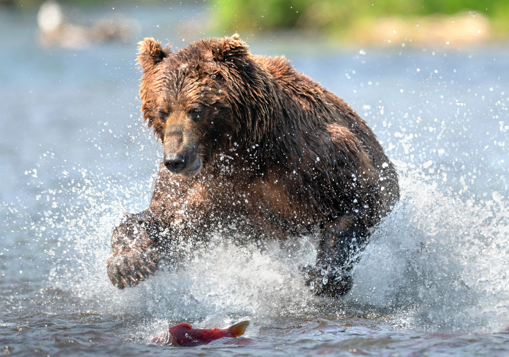 Brown,bear,running,on,the,river,and,fishing,for,salmon.